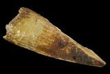 Bargain, Spinosaurus Tooth - Real Dinosaur Tooth #117883-1